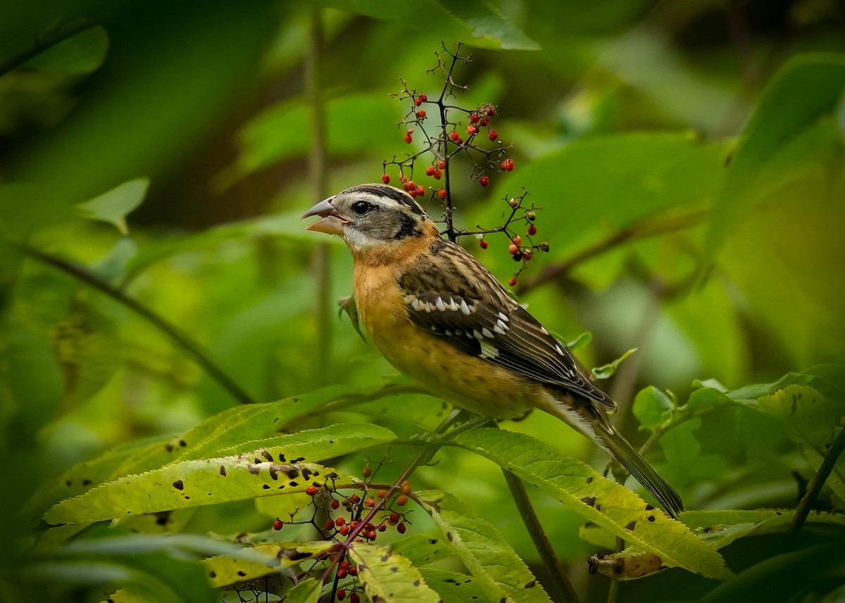 Black-headed Grosbeak - ML639890817