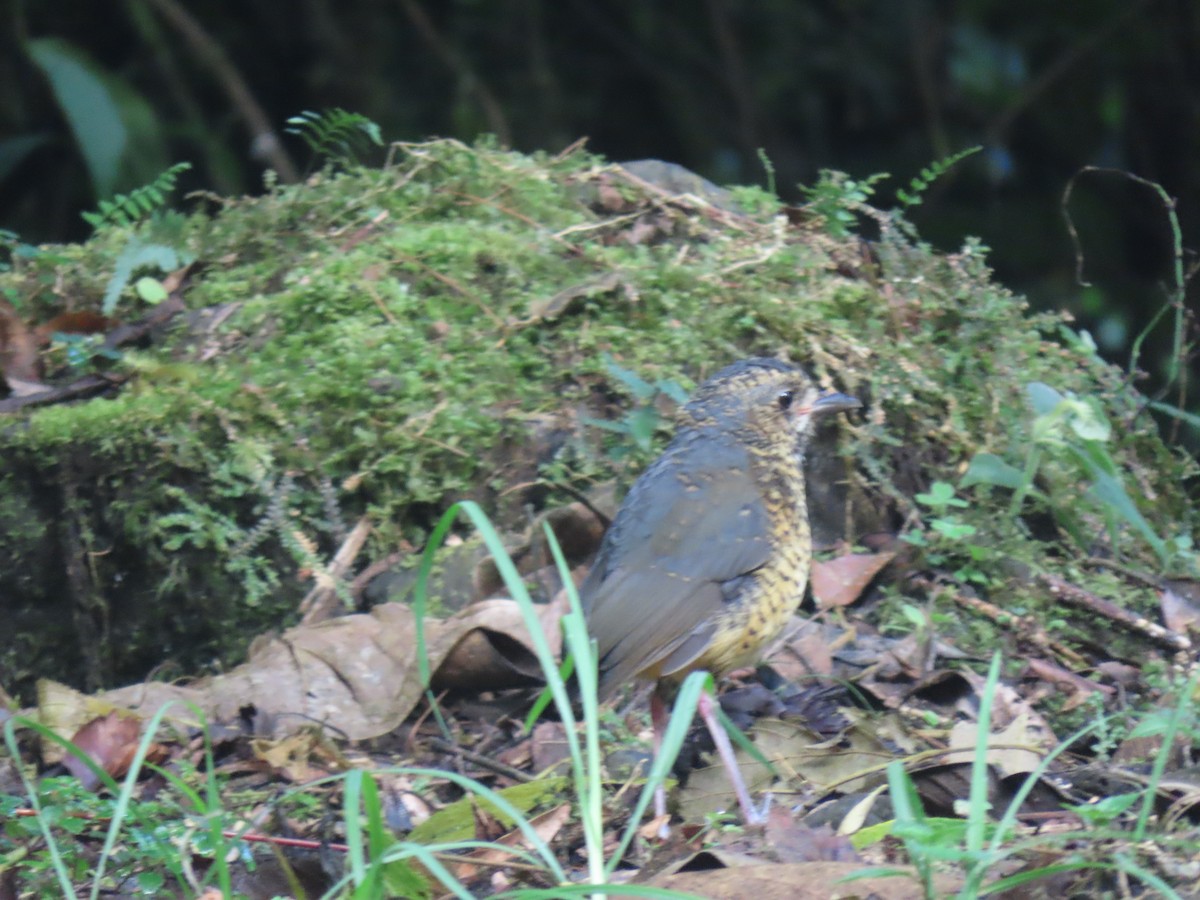 Undulated Antpitta - ML639890823