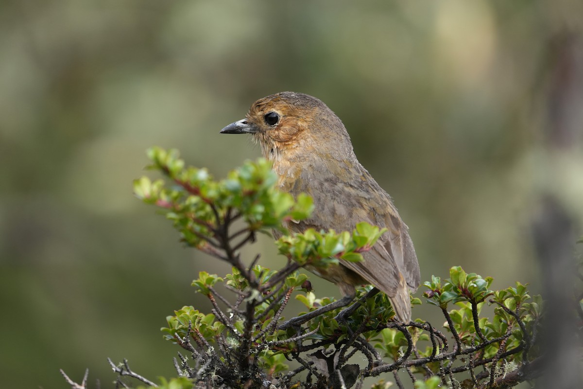 Boyaca Antpitta - ML639890935