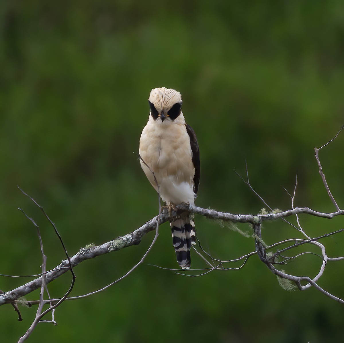 sokolec volavý - ML639890972