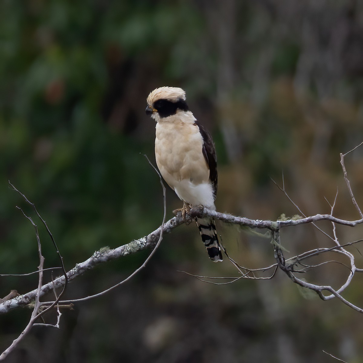 sokolec volavý - ML639890973