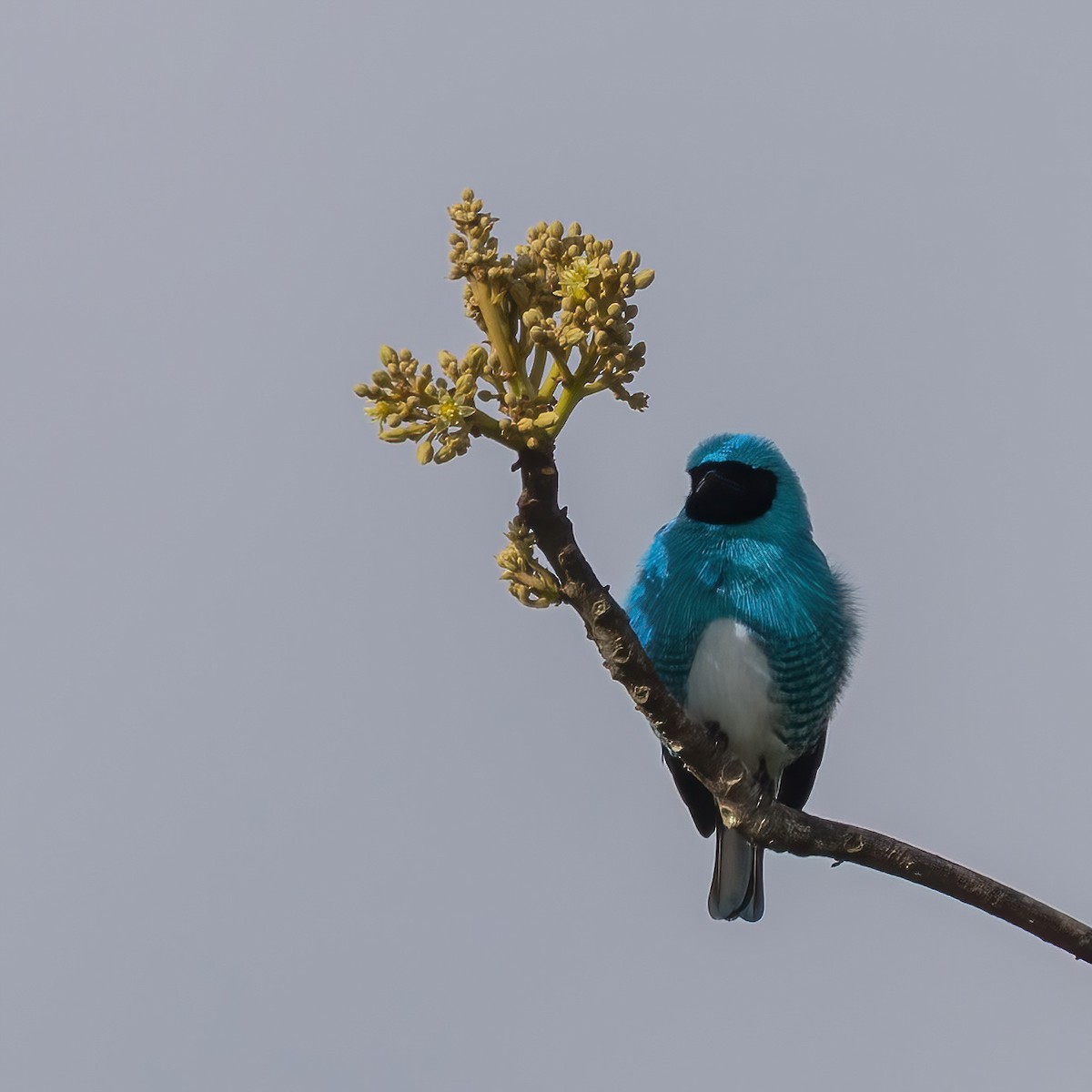 Swallow Tanager - ML639890979
