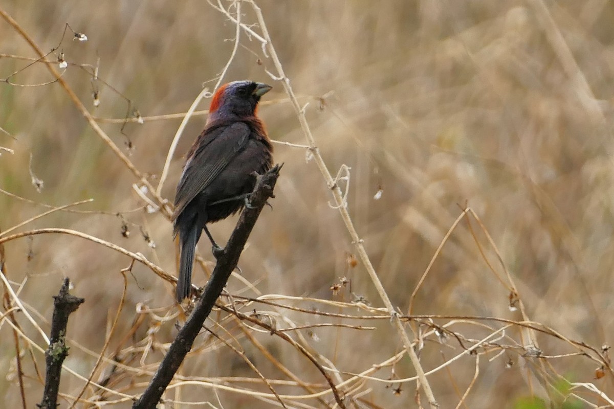 Varied Bunting - ML639890980