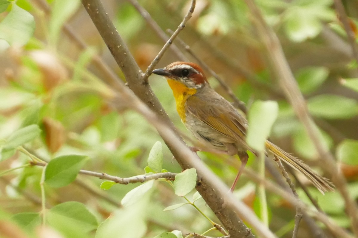 Rufous-capped Warbler - ML639890990