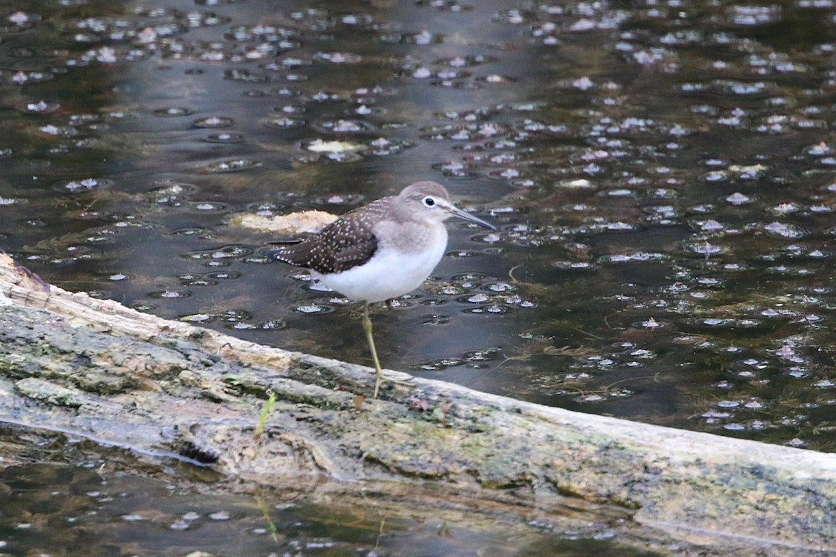 eremittsnipe - ML639891013