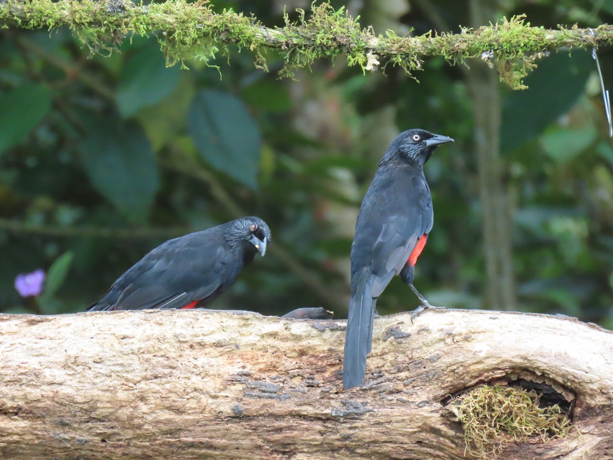 Red-bellied Grackle - ML639891072