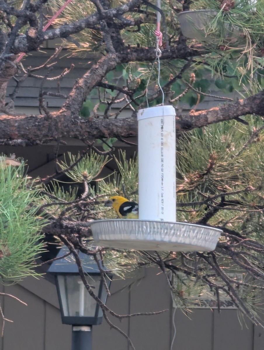 Yellow Grosbeak - ML639891092