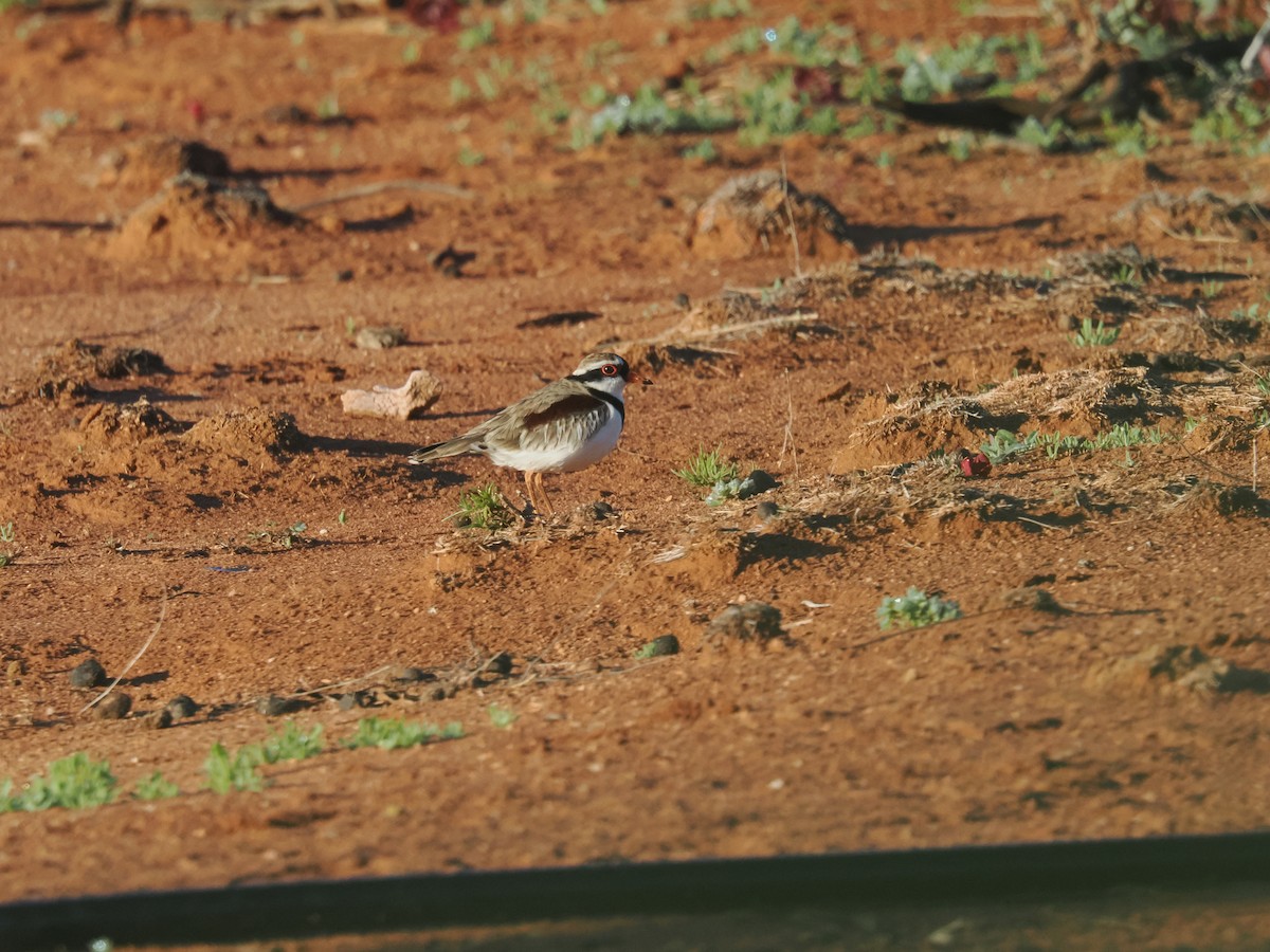 Black-fronted Dotterel - ML639891096