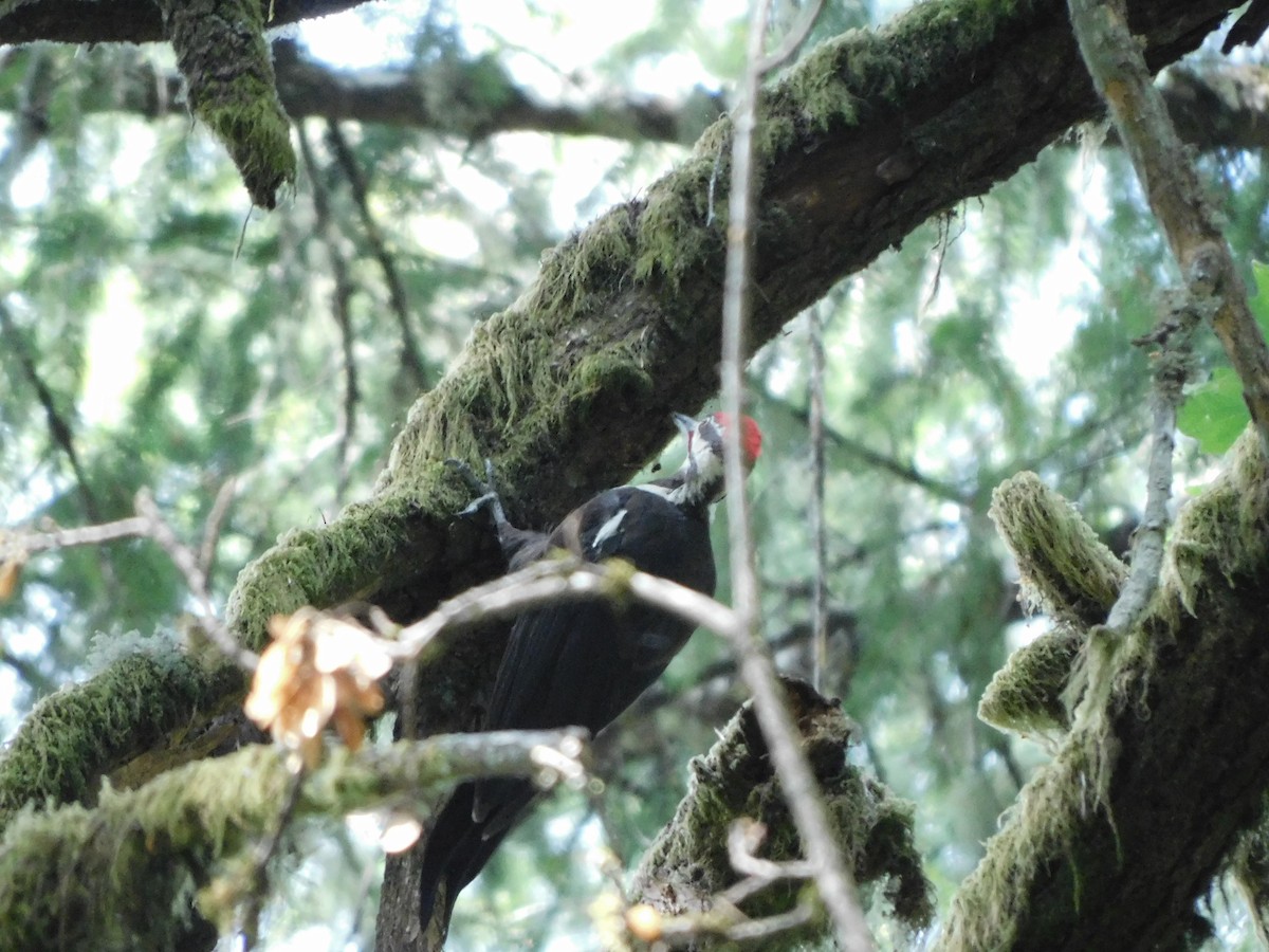 Pileated Woodpecker - ML639891126
