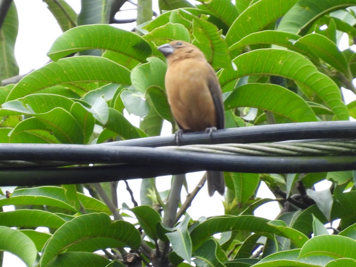 Large-billed Seed-Finch - ML639891358