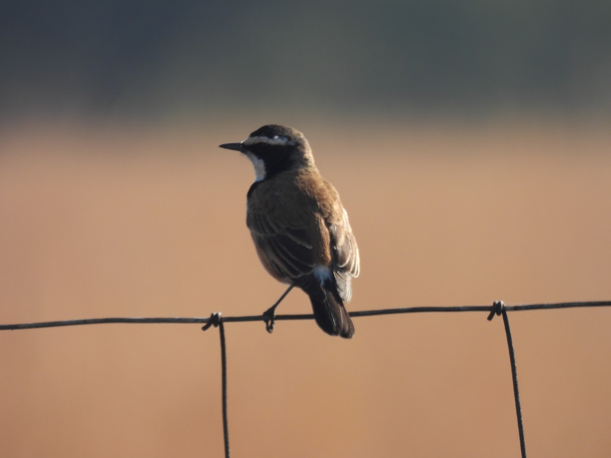 Capped Wheatear - ML639891423