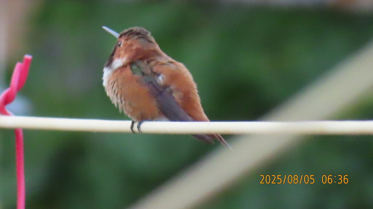 Rufous Hummingbird - ML639891432