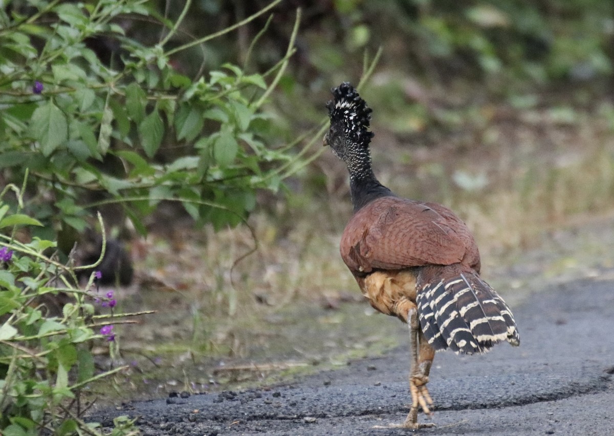 Great Curassow - ML639891433
