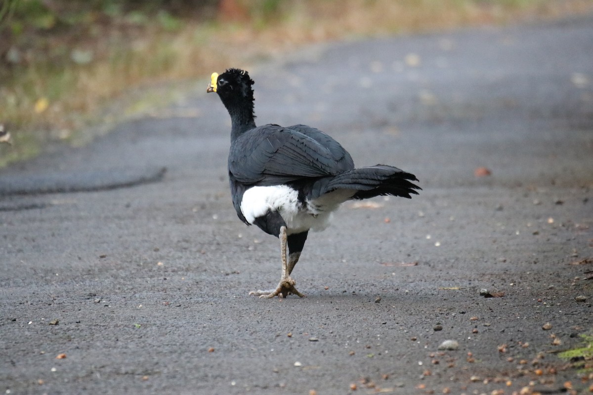 Great Curassow - ML639891434