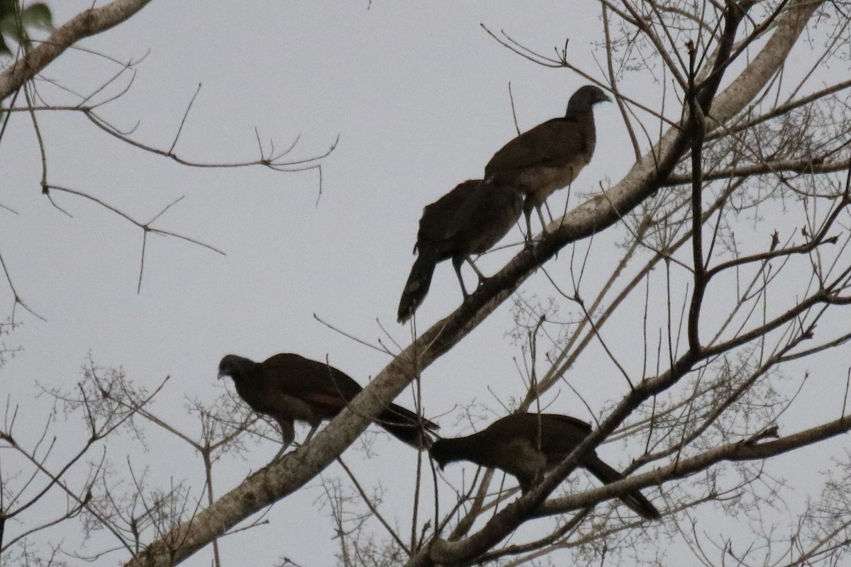 Gray-headed Chachalaca - ML639891437