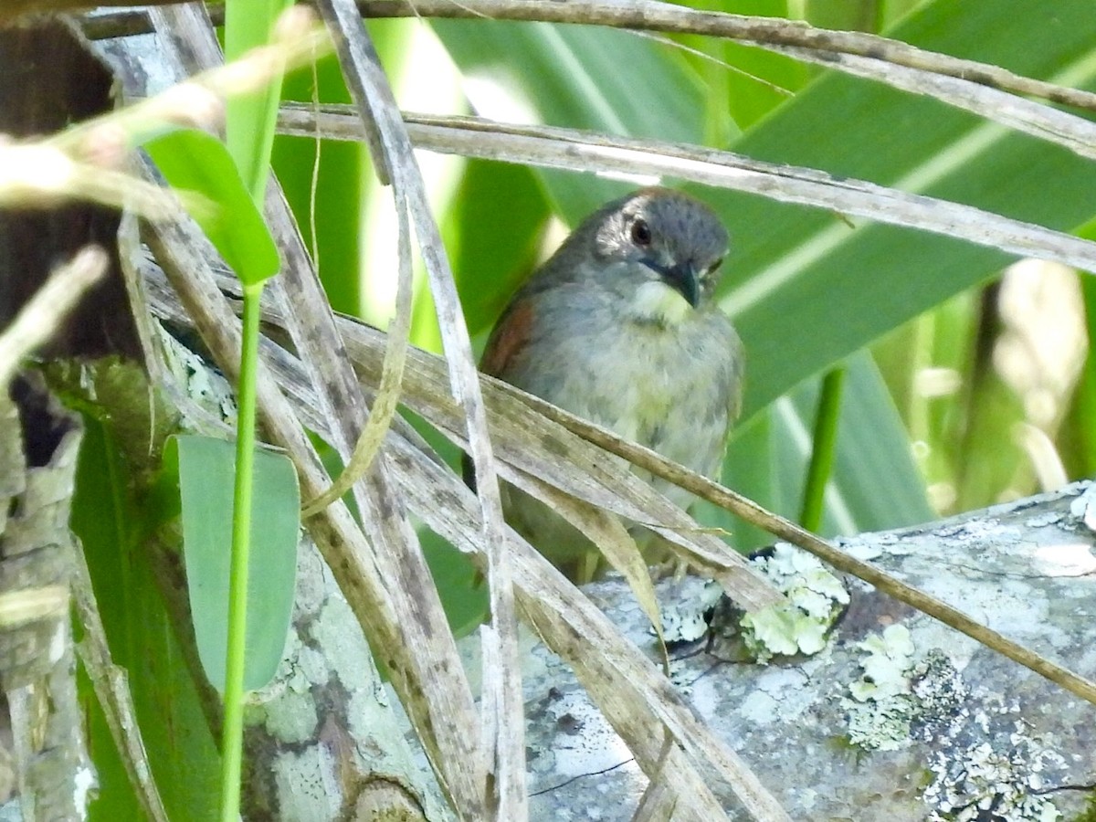 Pale-breasted Spinetail - ML639891439