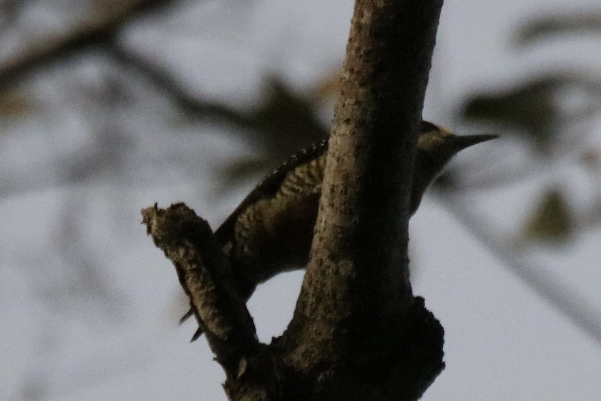 Black-cheeked Woodpecker - ML639891440
