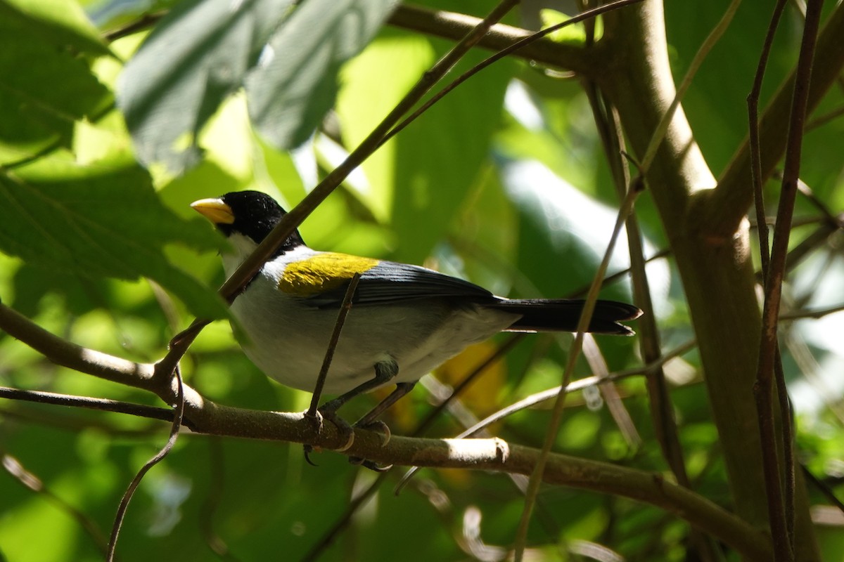 Golden-winged Sparrow - ML639891445