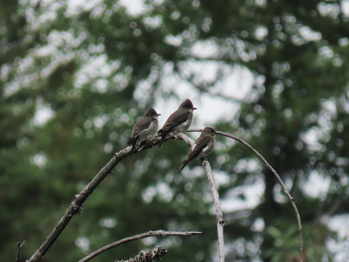 Olive-sided Flycatcher - ML639891446