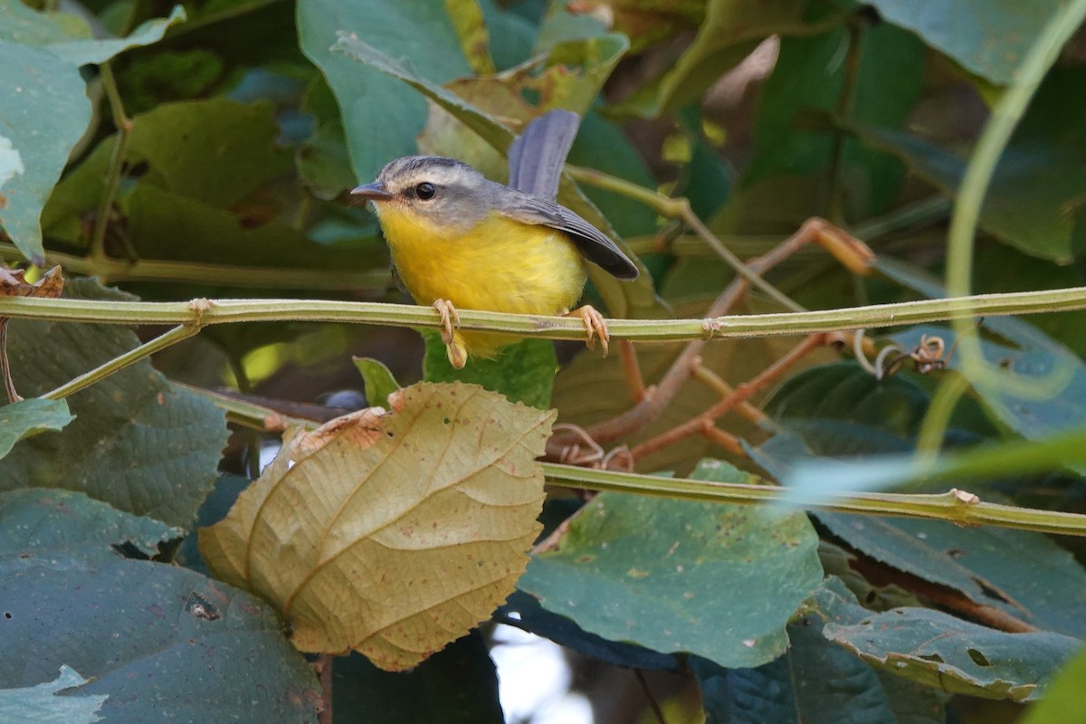 Golden-crowned Warbler - ML639891450