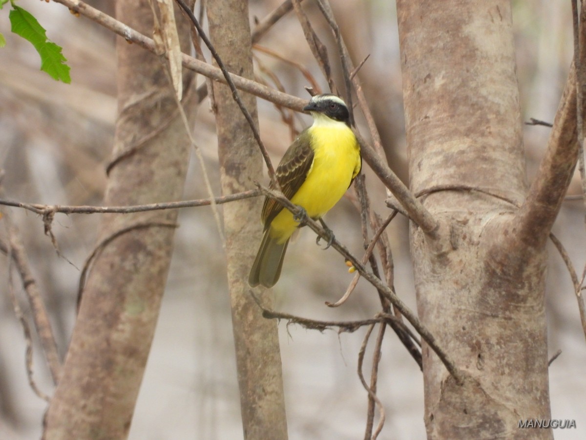 Social Flycatcher - ML639891451