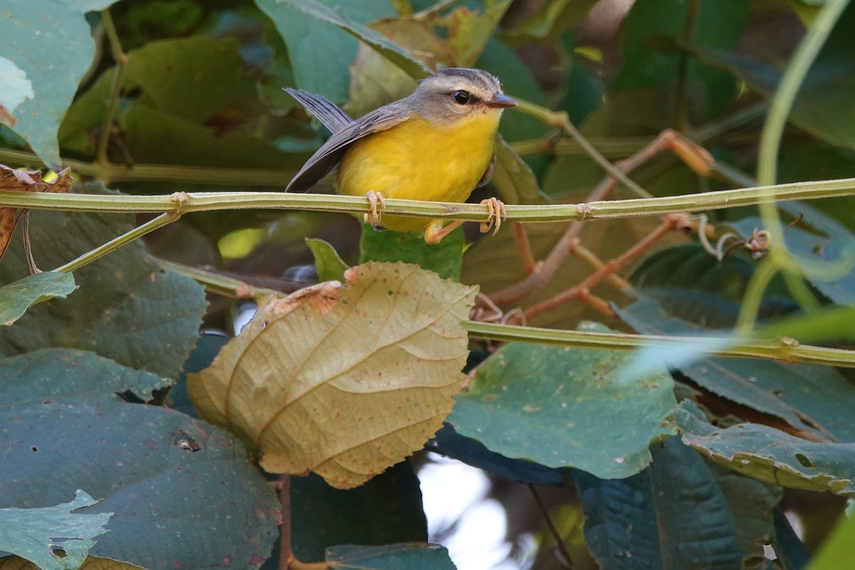 Golden-crowned Warbler - ML639891452