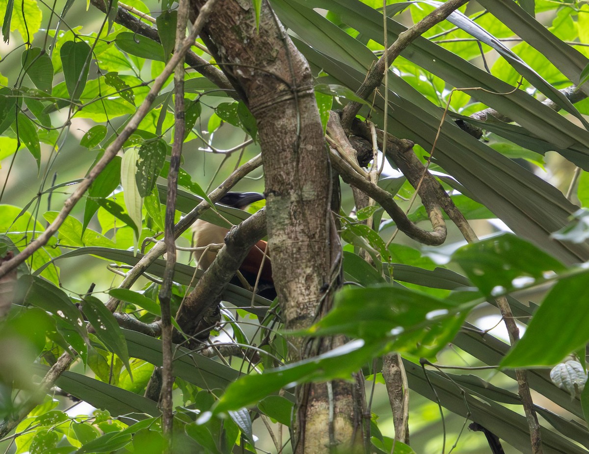 Black-faced Coucal - ML639891453