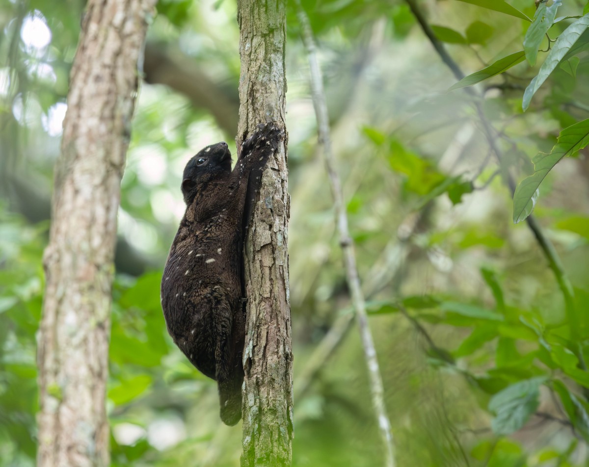 Philippine Colugo - ML639891464
