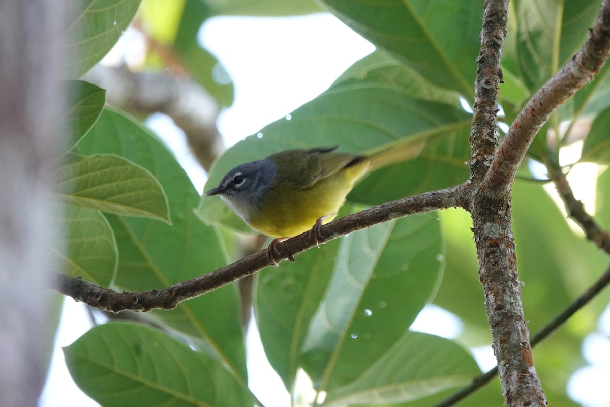 White-lored Warbler - ML639891497