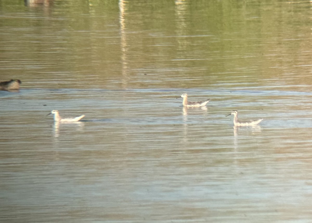 Wilson's Phalarope - ML639891558