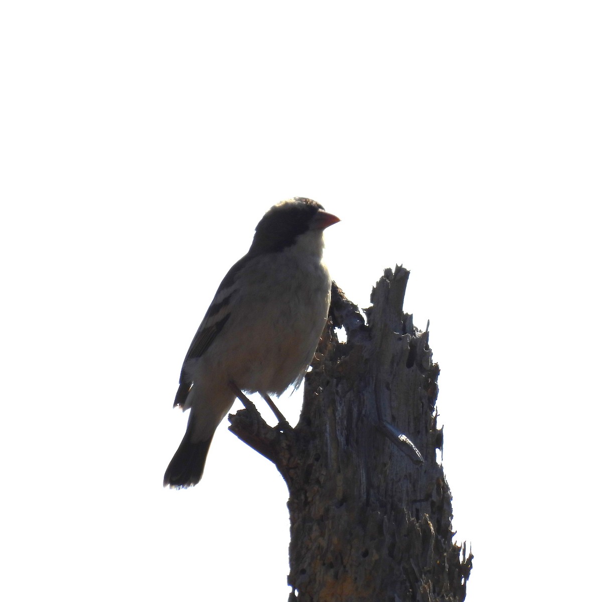 White-browed Sparrow-Weaver - ML639891587