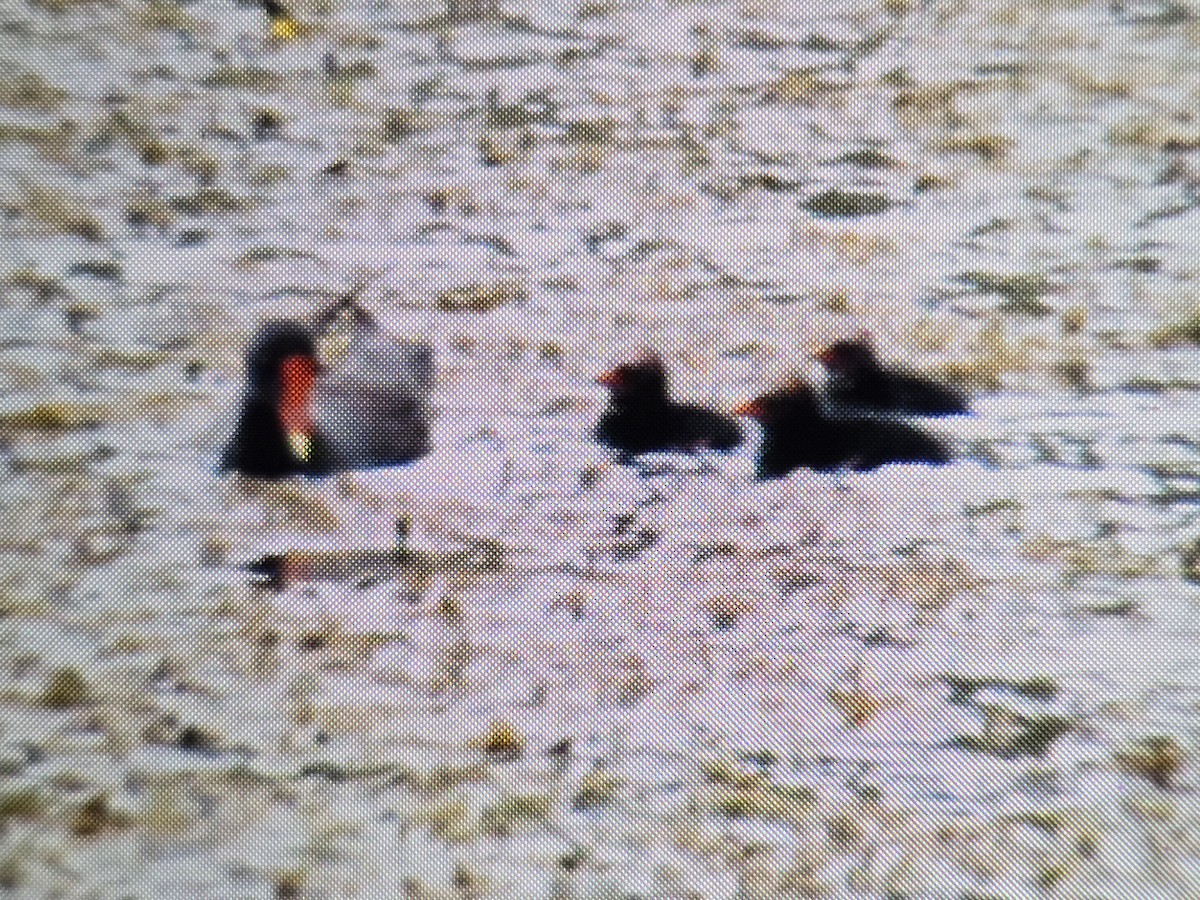 Common Gallinule - ML639891664