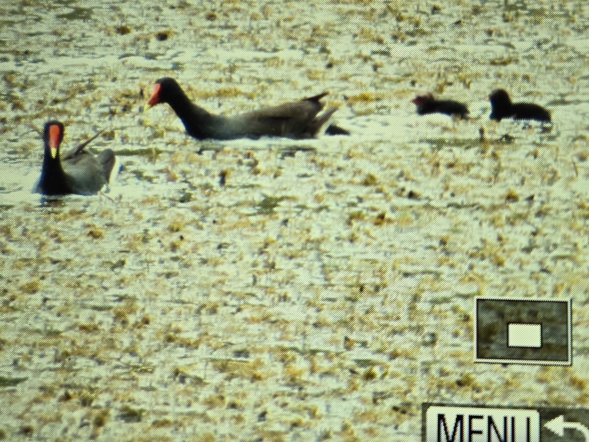 Common Gallinule - ML639891666