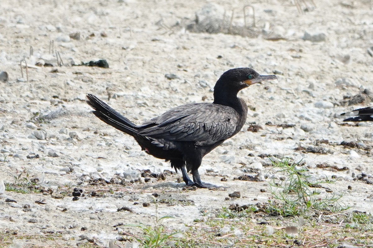 Neotropic Cormorant - ML639891669