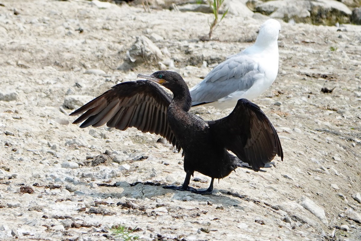 Neotropic Cormorant - ML639891670