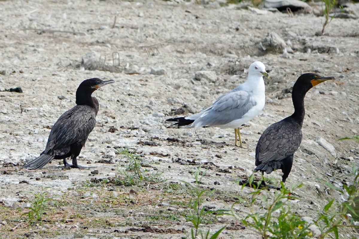 Neotropic Cormorant - ML639891671