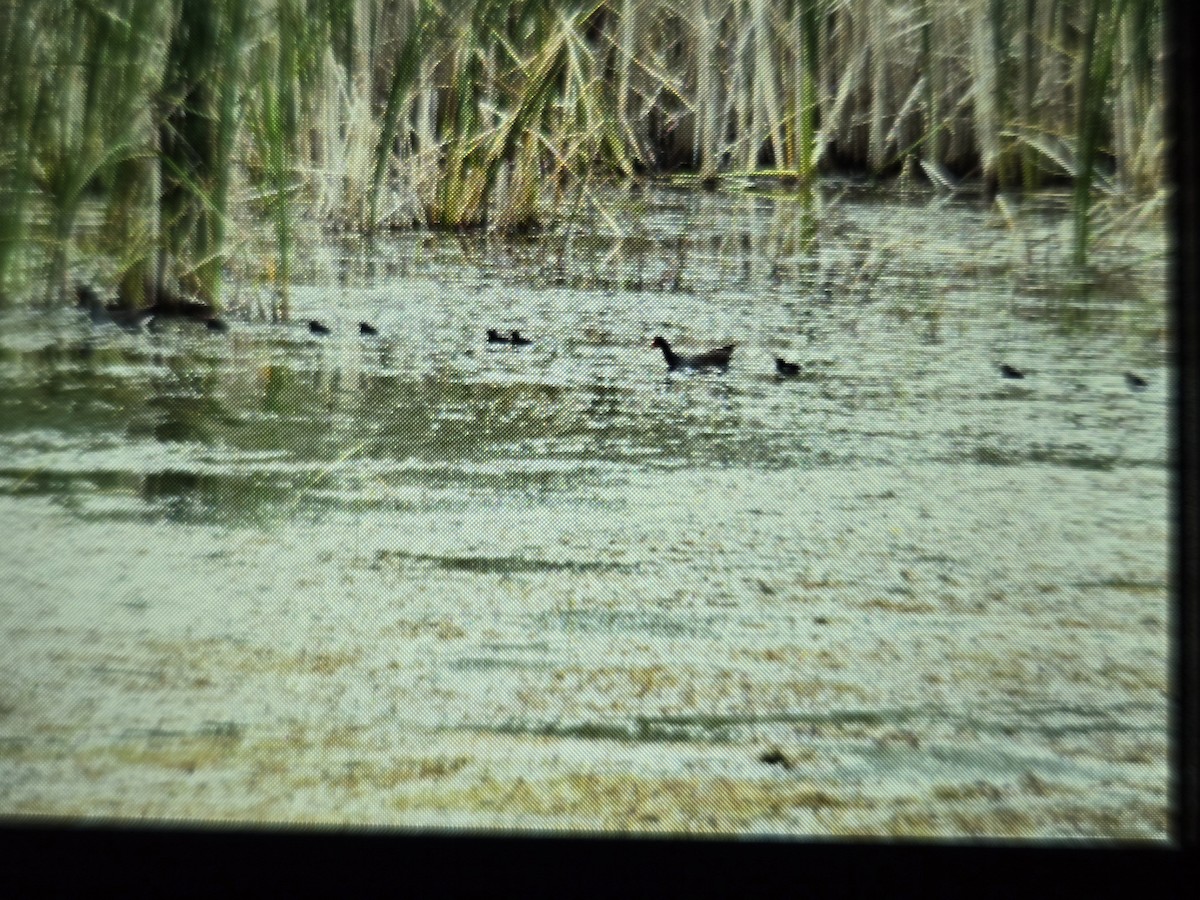 Common Gallinule - ML639891677