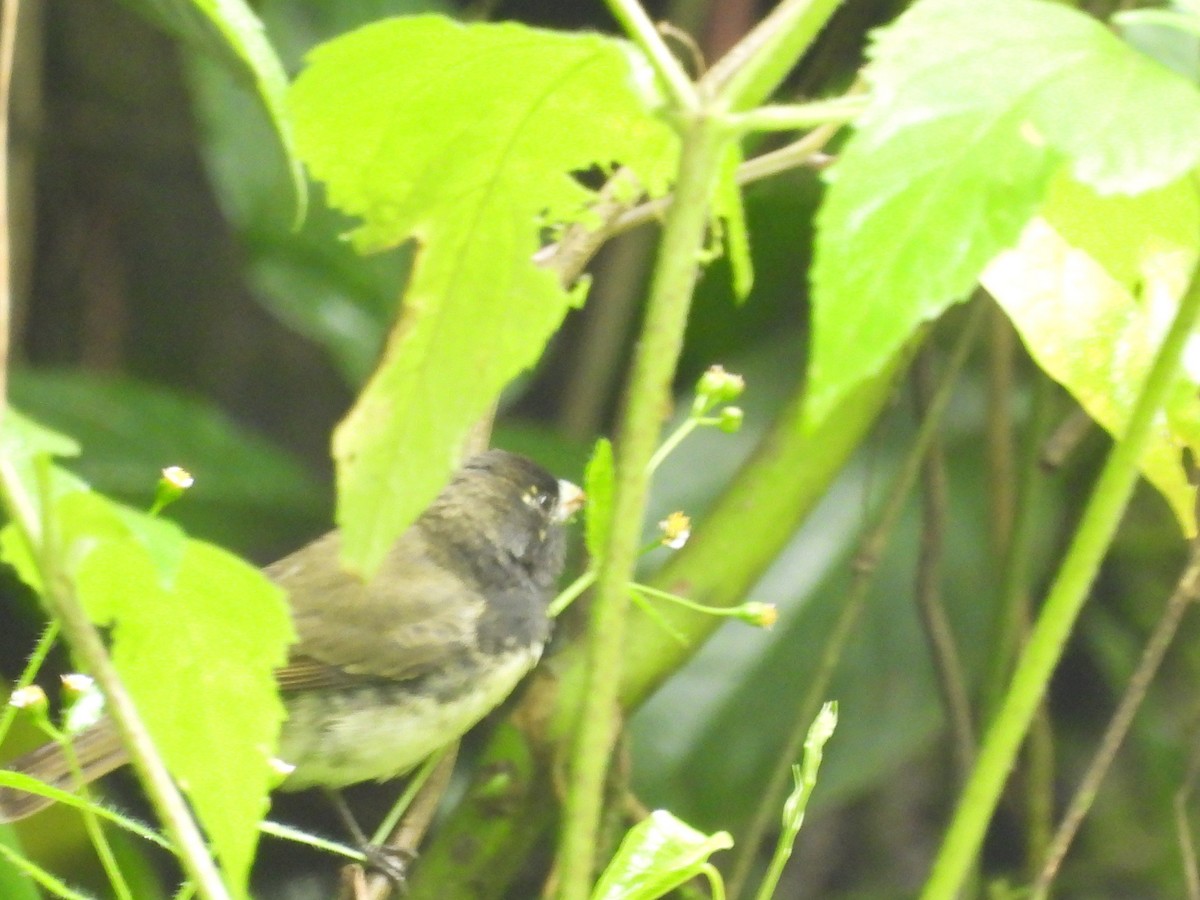 Yellow-bellied Seedeater - ML639891691