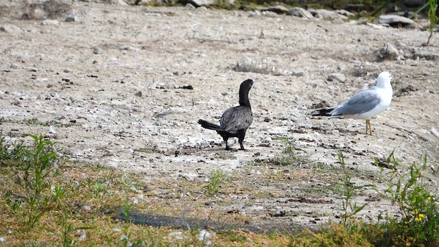 Neotropic Cormorant - ML639891693