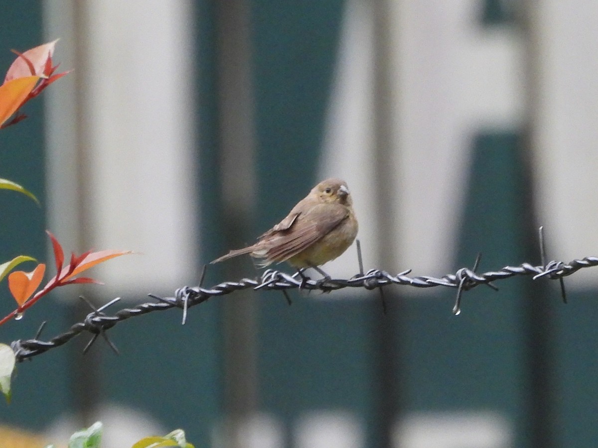 Yellow-bellied Seedeater - ML639891705
