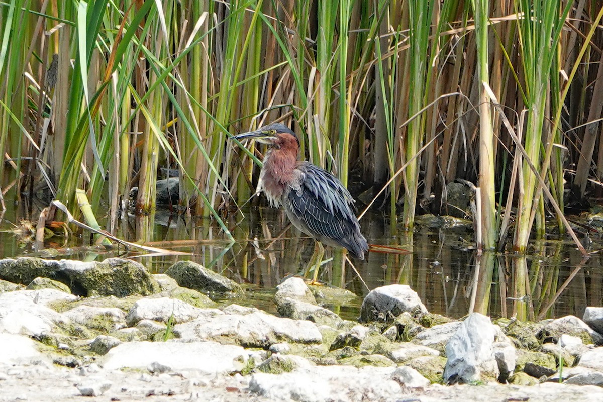 Green Heron - ML639891712