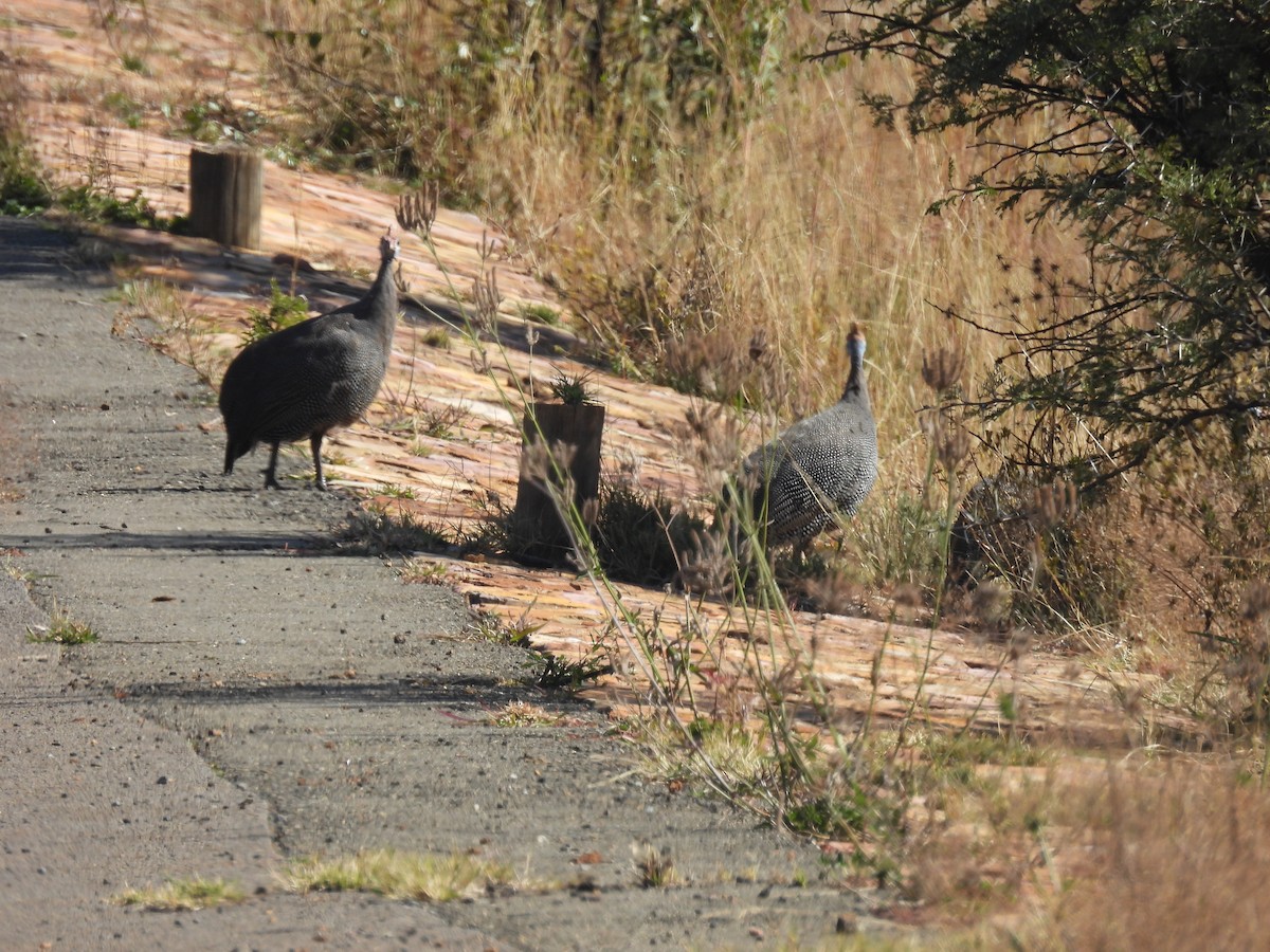 Helmeted Guineafowl (Tufted) - ML639891730