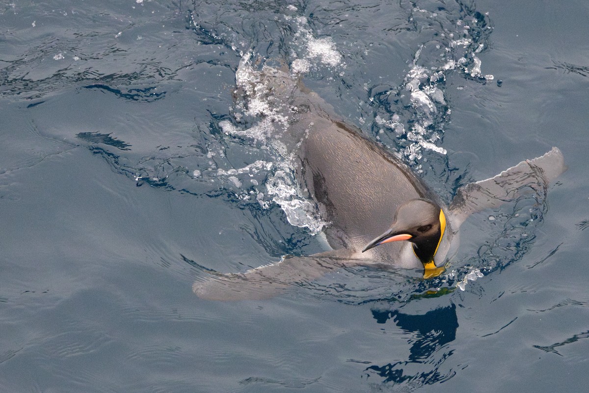 Königspinguin - ML639891742