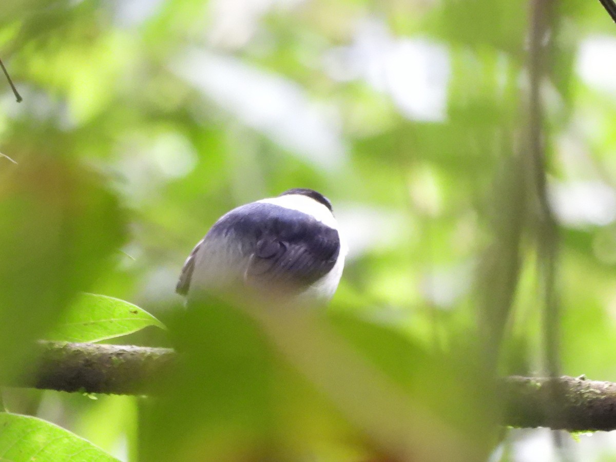 White-bearded Manakin - ML639891778