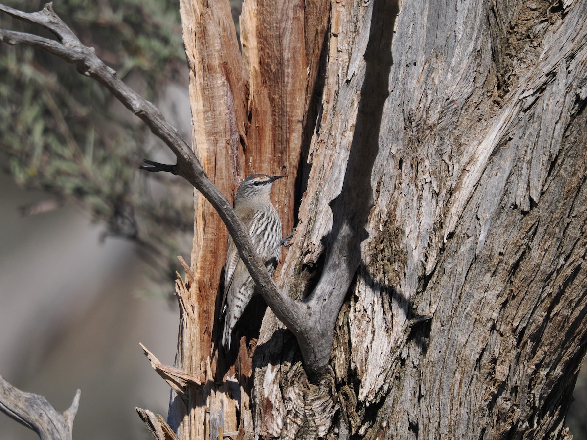 White-browed Treecreeper - ML639891787