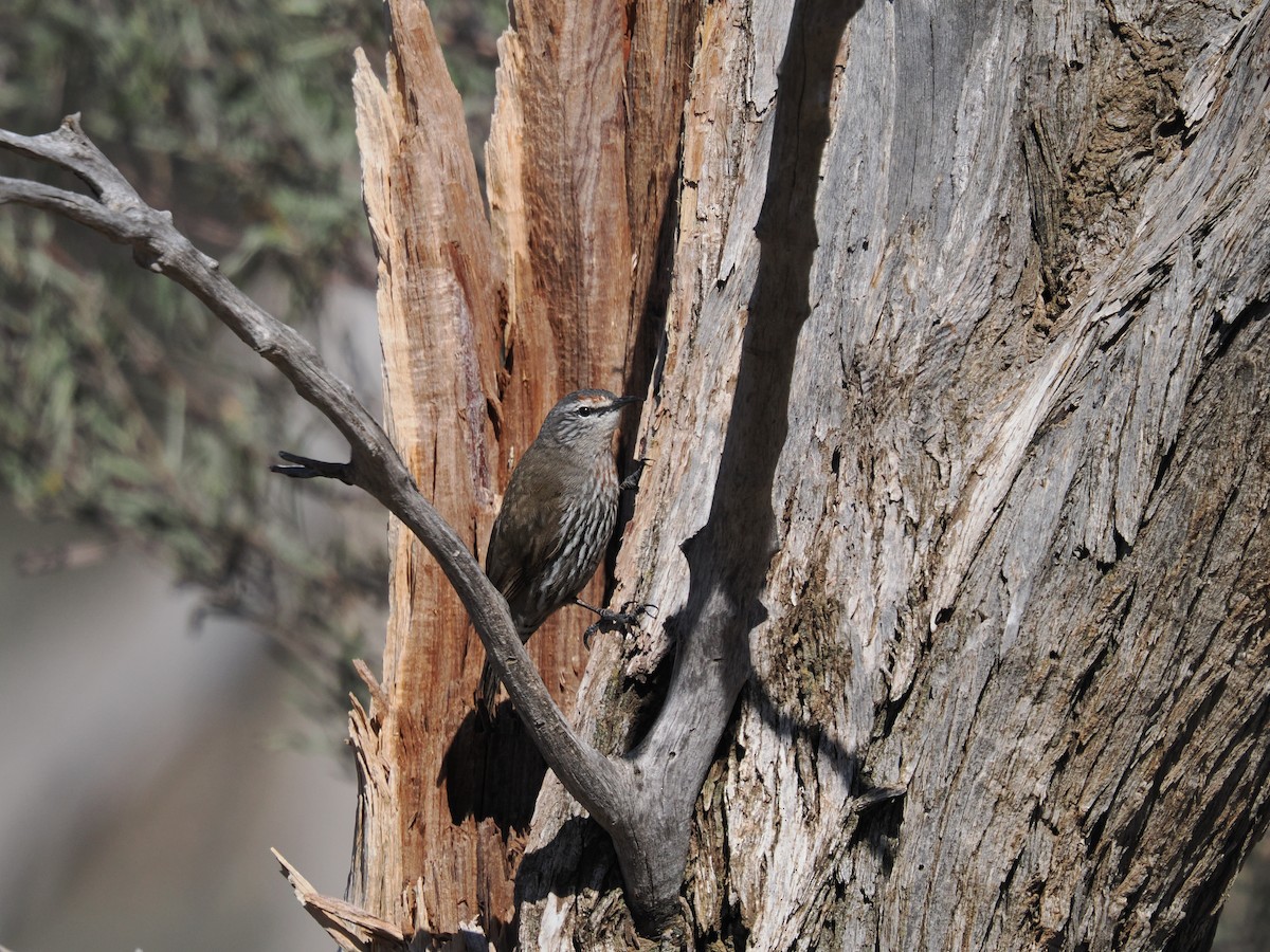 White-browed Treecreeper - ML639891788