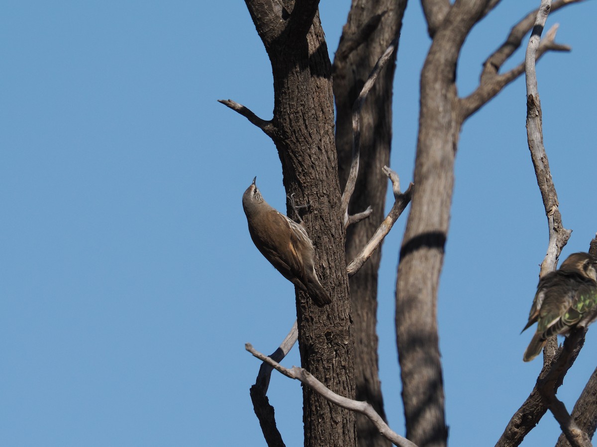 White-browed Treecreeper - ML639891789