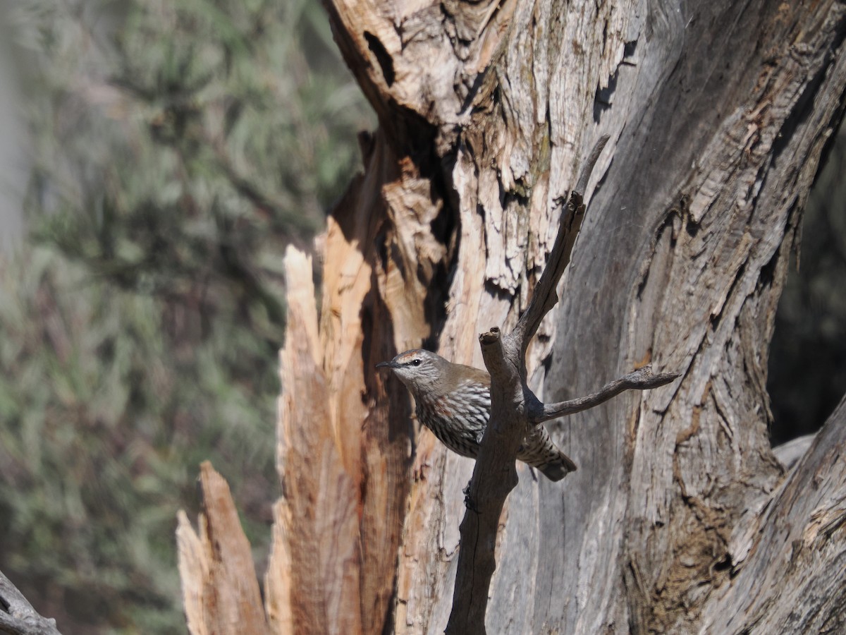White-browed Treecreeper - ML639891790