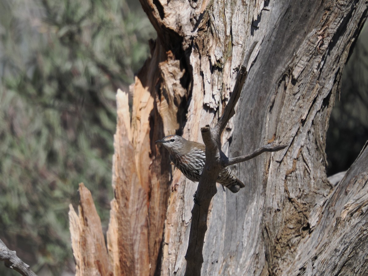 White-browed Treecreeper - ML639891791