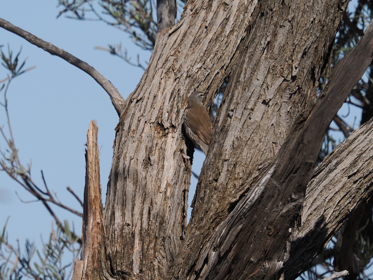 White-browed Treecreeper - ML639891792